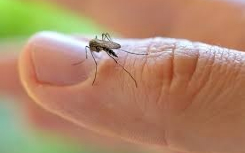 Saúde mantém trabalho intensificado de combate ao mosquito Aedes aegypti